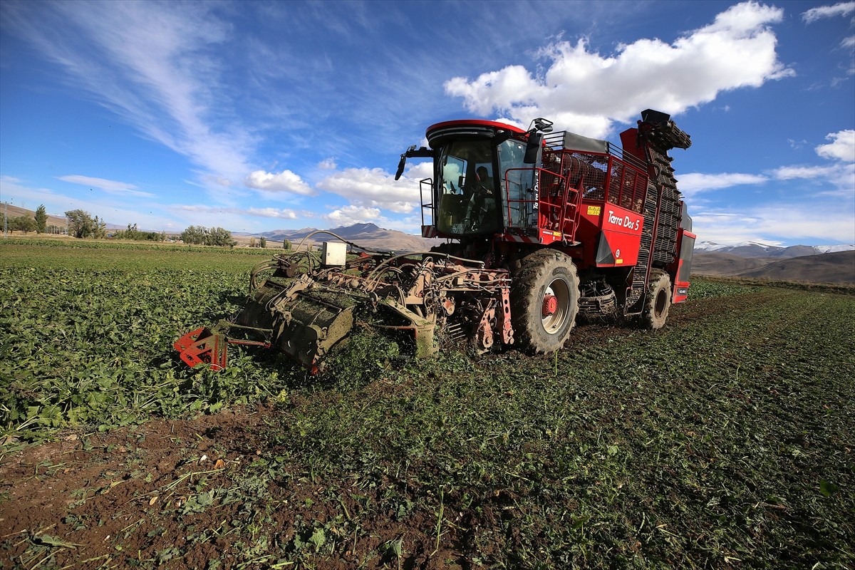 Çiftçilere eğitim ve pazar garantisinin verildiği Erzurum'da, üretim alanı büyüyen şeker...