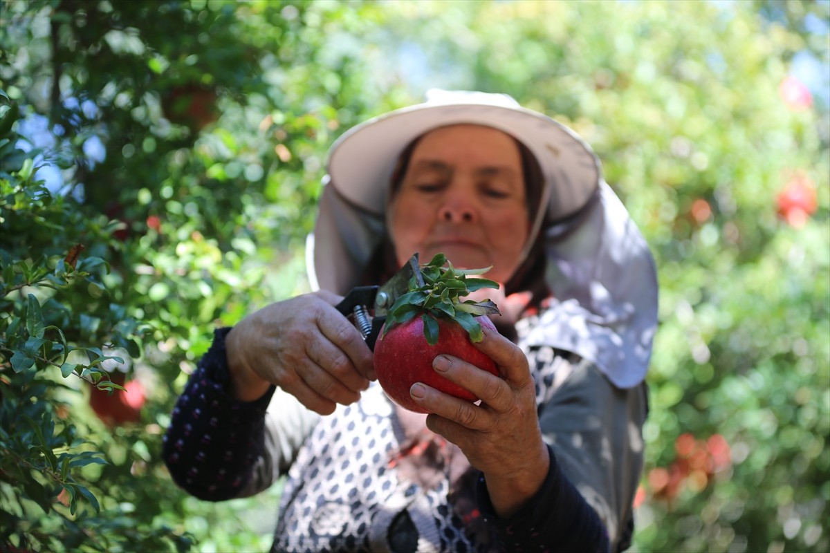 Türkiye'deki narın dörtte birinin üretildiği Antalya'da hasadın başlamasıyla bahçelerden toplanan...