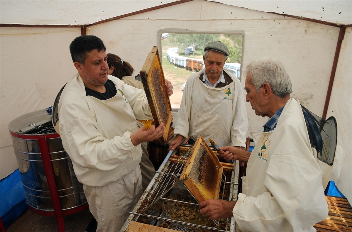 Türkiye'de çam balı üretiminin yaklaşık yüzde 80'inin gerçekleştirildiği Muğla'da, büyük yangınlar...