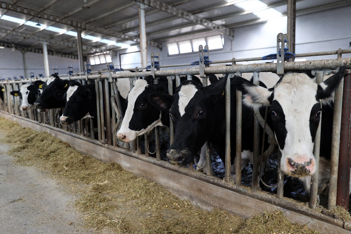 Sivas'ın Gemerek ilçesinde Tarım ve Kırsal Kalkınmayı Destekleme Kurumundan (TKDK) aldığı hibeyle...