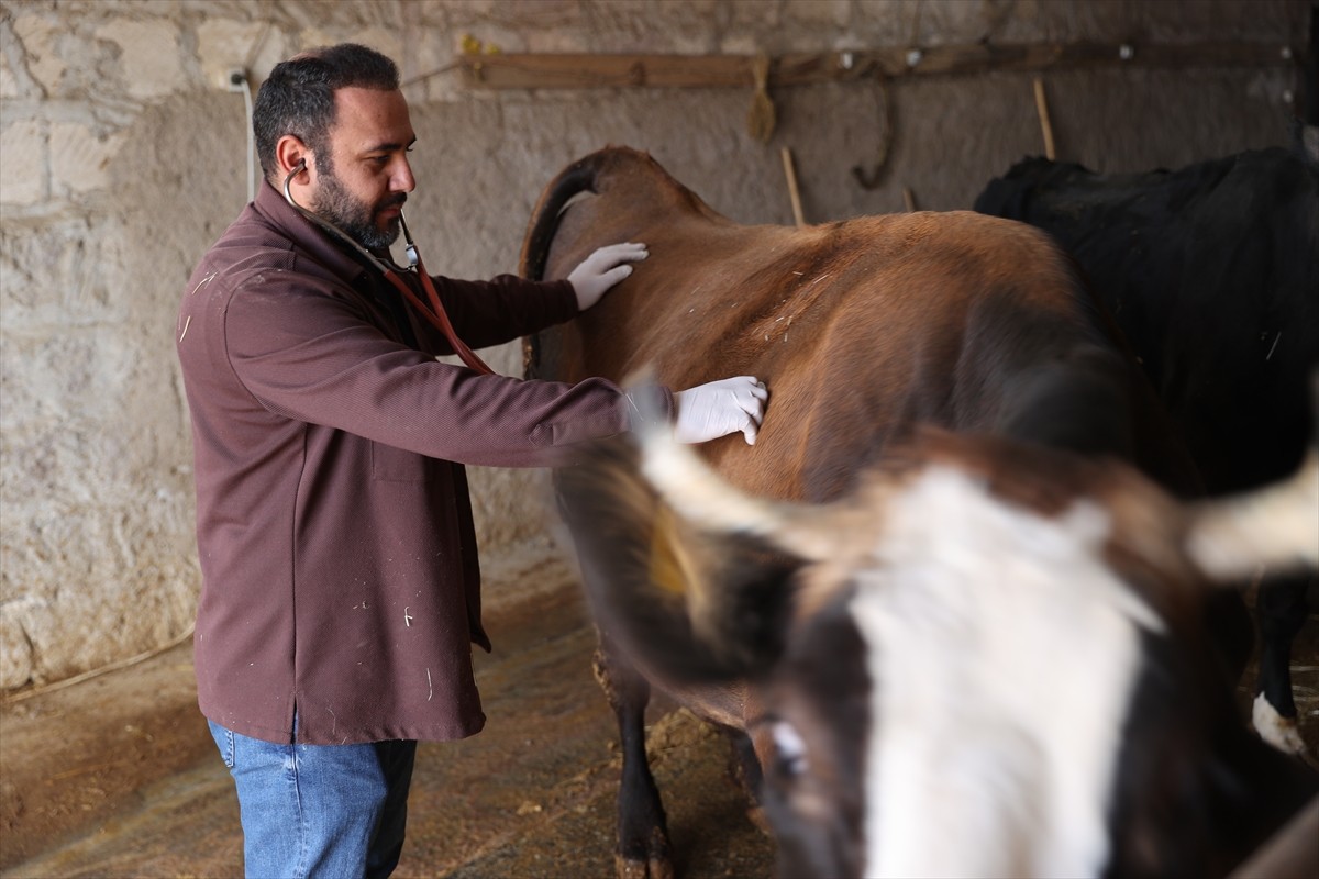 Nevşehir'in Güvercinlik köyünde yaşayan veteriner hekim Hamdi İpek, Tarım ve Orman Bakanlığından...