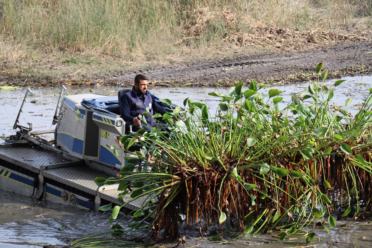 Hatay'ın Kırıkhan ilçesindeki Gölbaşı Gölü'nde ekosisteme zarar veren istilacı su sümbüllerini...