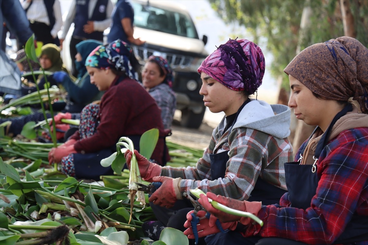 Hatay'ın Kırıkhan ilçesindeki Gölbaşı Gölü'nde ekosisteme zarar veren istilacı su sümbüllerini...