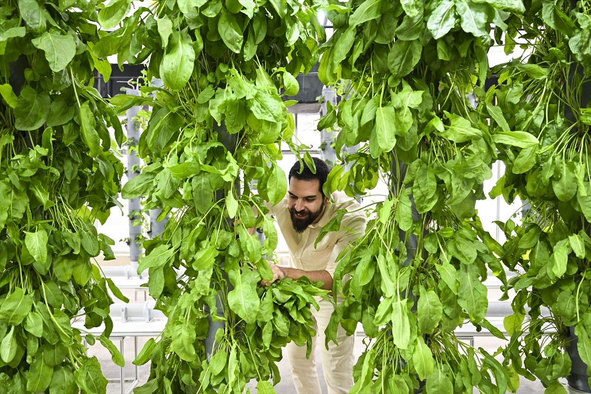 Türkiye Enerji, Nükleer ve Maden Araştırma Kurumu (TENMAK) bünyesinde gerçekleştirilen topraksız...