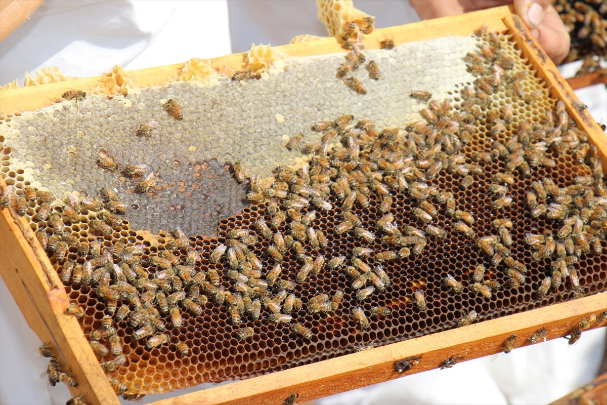 Mersin Silifke ilçesinde arıcılar keçiboynuzu balının hasadına başladı. Kabasakal Mahallesi'nde...
