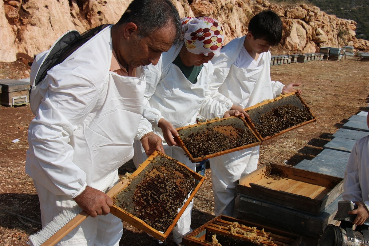 Mersin Silifke ilçesinde arıcılar keçiboynuzu balının hasadına başladı. Kabasakal Mahallesi'nde...