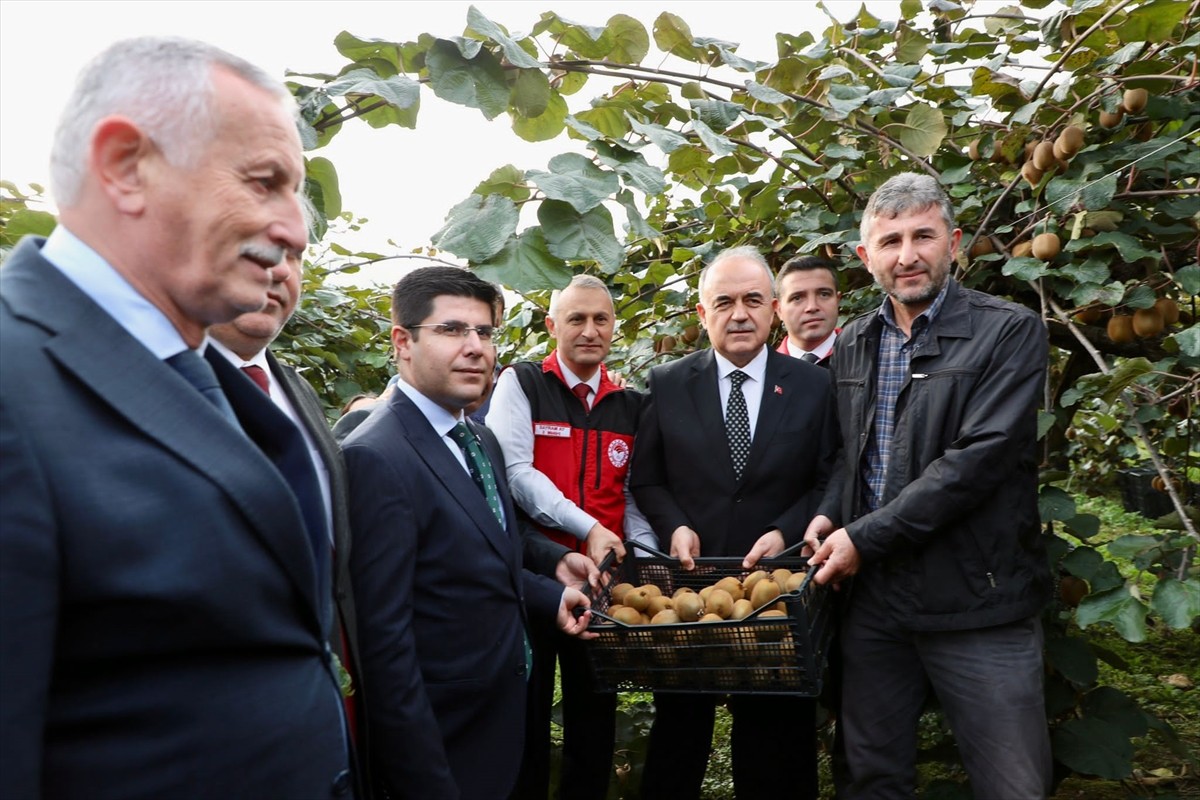 Ordu'nun Gülyalı ilçesinde kivi hasadına başlandı. Vali Muammer Erol, ilçenin Turnasuyu...