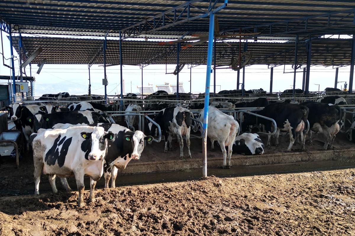 Manisa'nın Kula ilçesinde, Tarım ve Kırsal Kalkınmayı Destekleme Kurumundan (TKDK) aldığı üç ayrı...