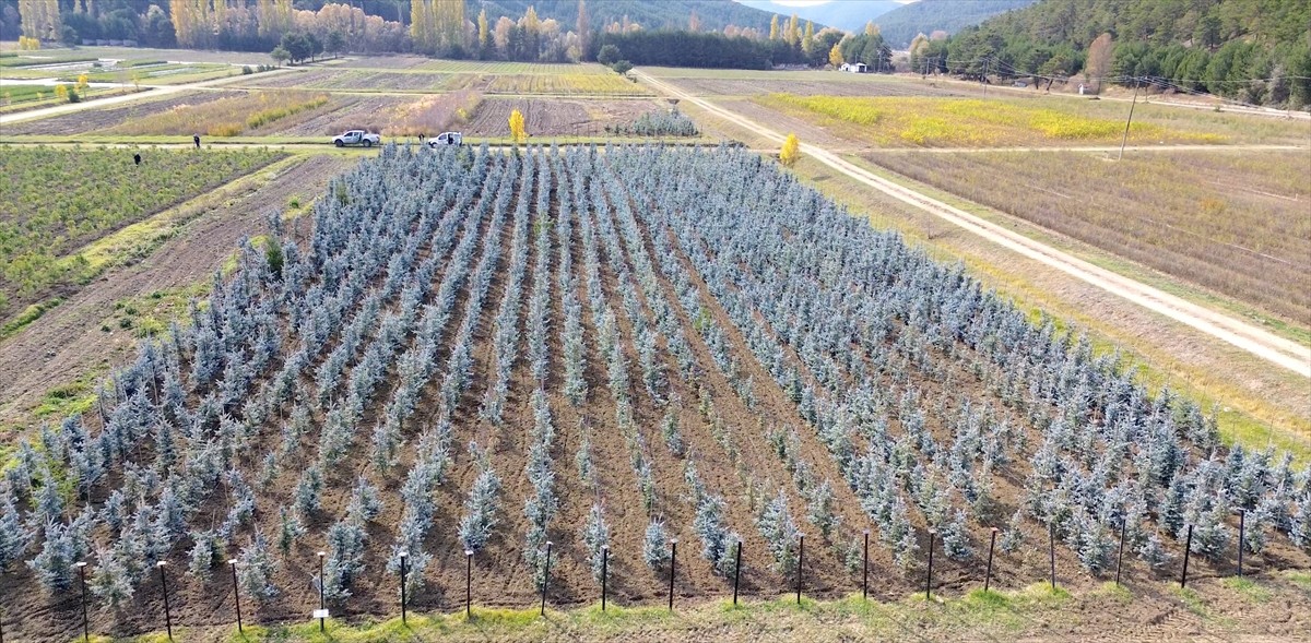 Yozgat'ın Akdağmadeni Orman Fidanlık Şefliği'nde yetiştirilen fidanlar, İç Anadolu Bölgesi'nin...