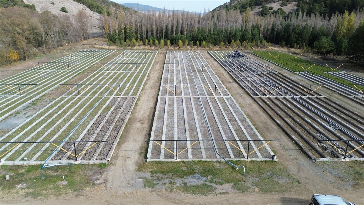 Yozgat'ın Akdağmadeni Orman Fidanlık Şefliği'nde yetiştirilen fidanlar, İç Anadolu Bölgesi'nin...