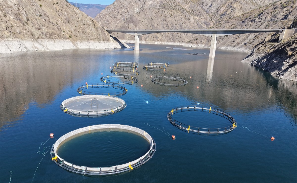 Artvin'de Çoruh Nehri üzerindeki baraj gölleri ve Karadeniz açıklarında kurulan kafeslerde...