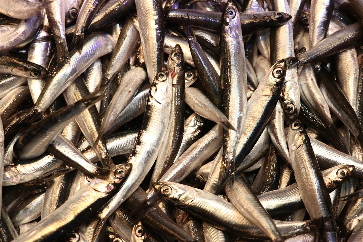 Trabzon'da son haftalarda bol miktarda avlanan hamsi, kilogramı 50 liradan satışa sunuluyor.