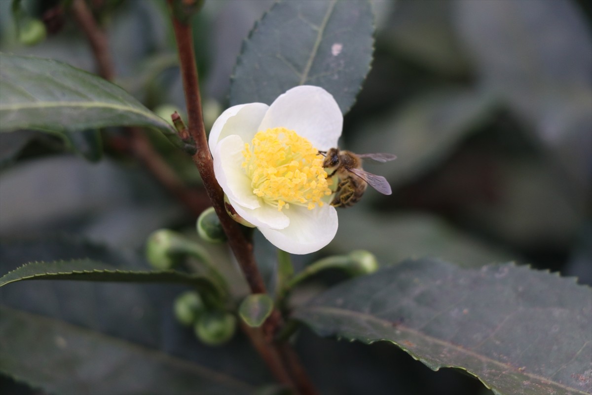 Rize'de Çay Araştırma ve Uygulama Merkezince (ÇAYMER) yürütülen çalışmalarla çay bitkisinin açan...