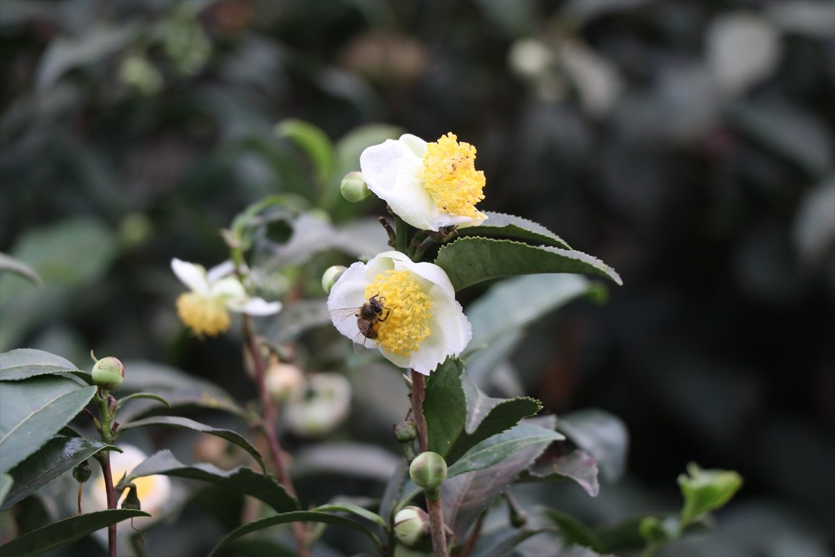 Rize'de Çay Araştırma ve Uygulama Merkezince (ÇAYMER) yürütülen çalışmalarla çay bitkisinin açan...
