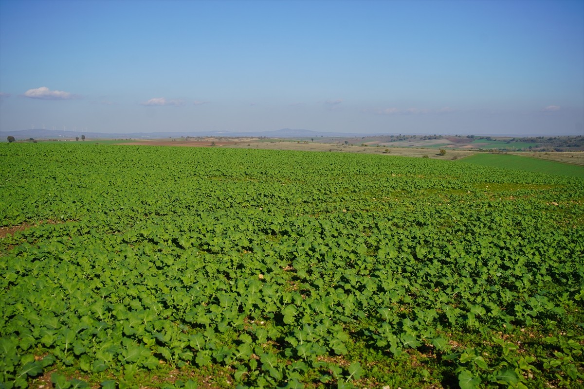 Edirne'de son dönemde etkisini gösteren yağışlar kanola üreticisinin yüzünü güldürdü. Kuraklık...