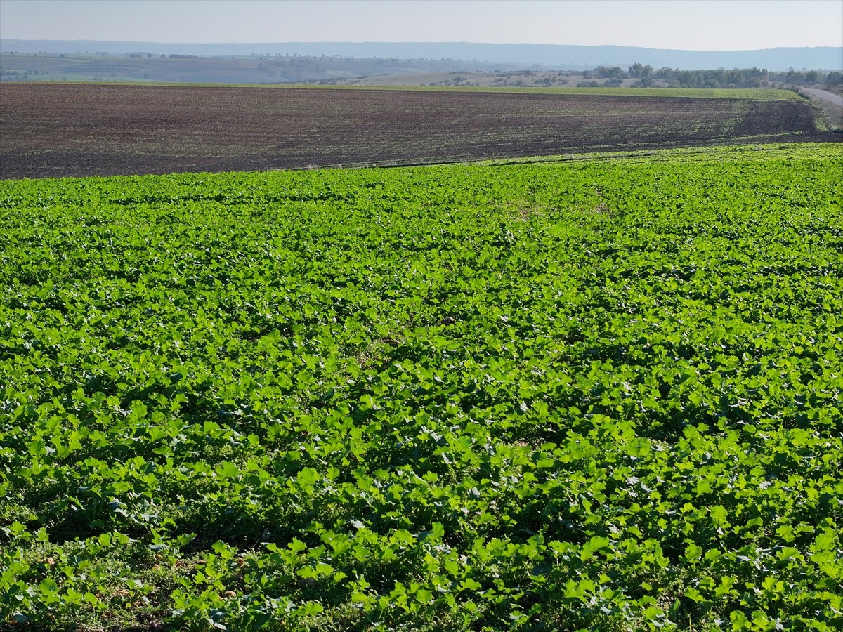 Edirne'de son dönemde etkisini gösteren yağışlar kanola üreticisinin yüzünü güldürdü. Kuraklık...
