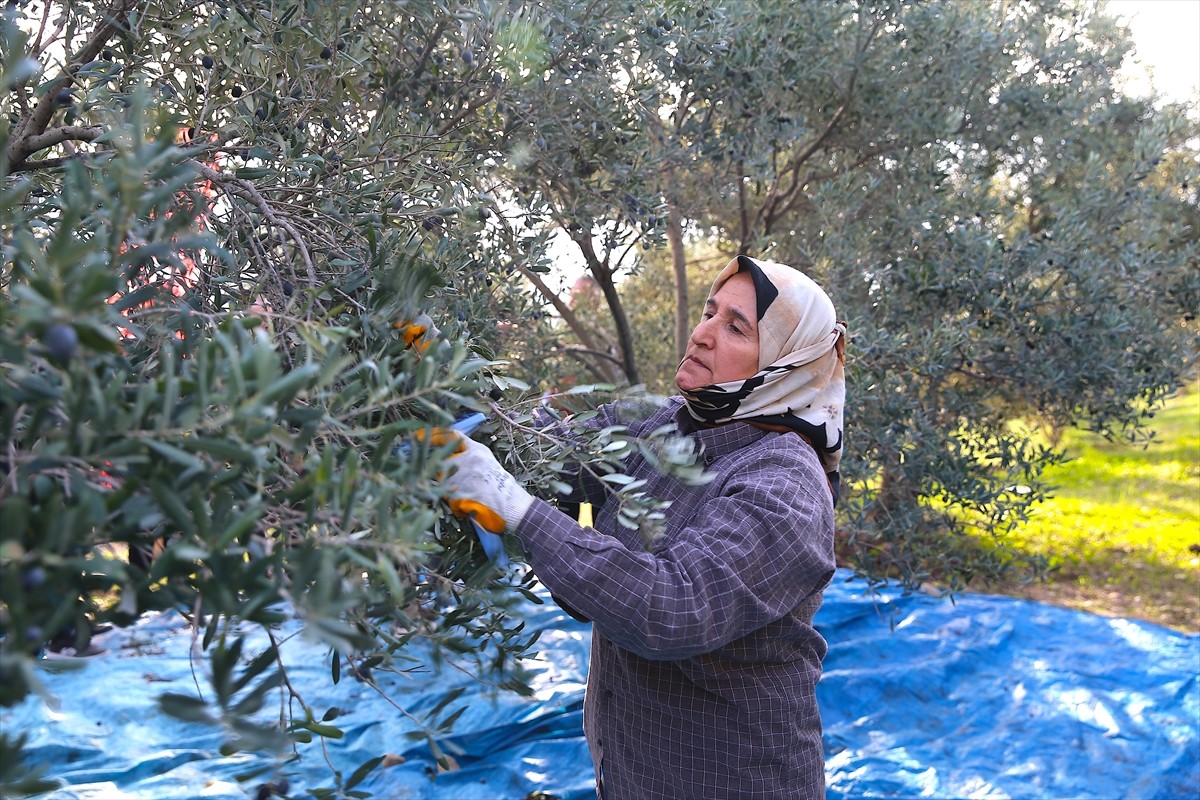 Hatay'da hasadı devam eden zeytinde bu yıl 201 bin ton rekolte elde edileceği öngörülüyor. Vali...