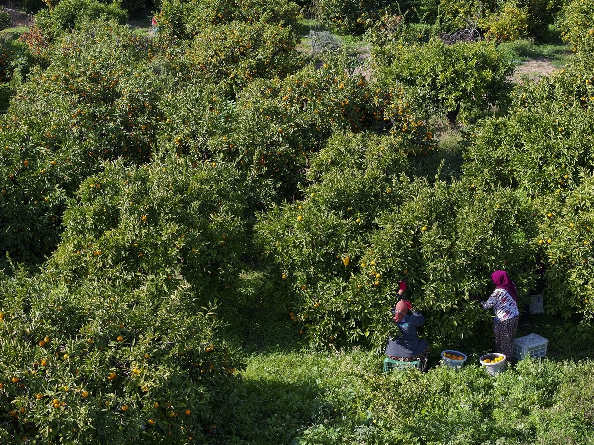 Türkiye'nin önemli tarım merkezlerinden İzmir'de mandalina üreticilerinin yüzü yüksek verimle...