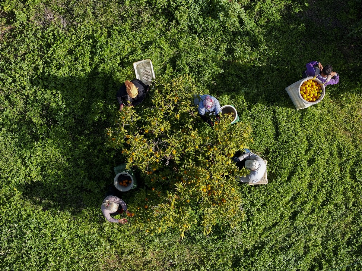 Türkiye'nin önemli tarım merkezlerinden İzmir'de mandalina üreticilerinin yüzü yüksek verimle...