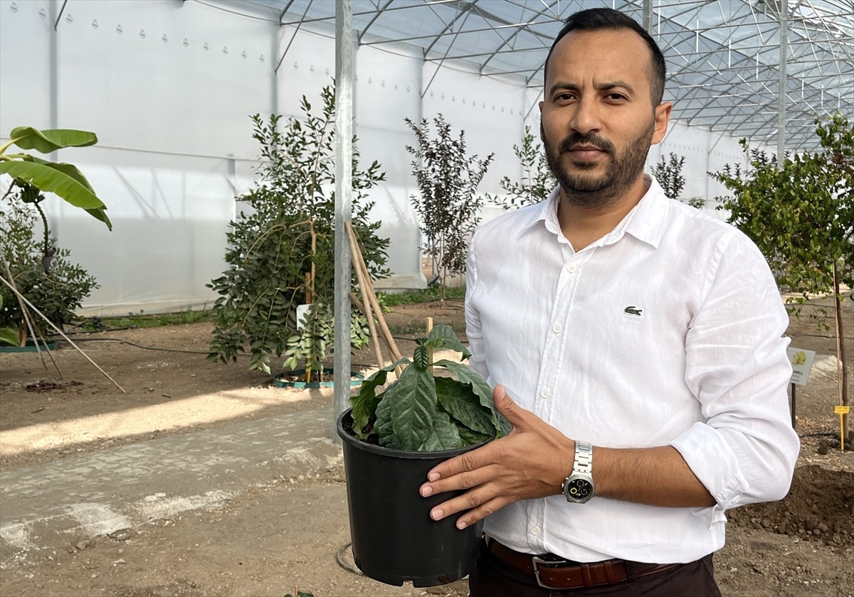 Akdeniz Üniversitesinin Antalya'nın Kumluca ilçesindeki tropik serasında, kahve fidanı yetiştirmek...