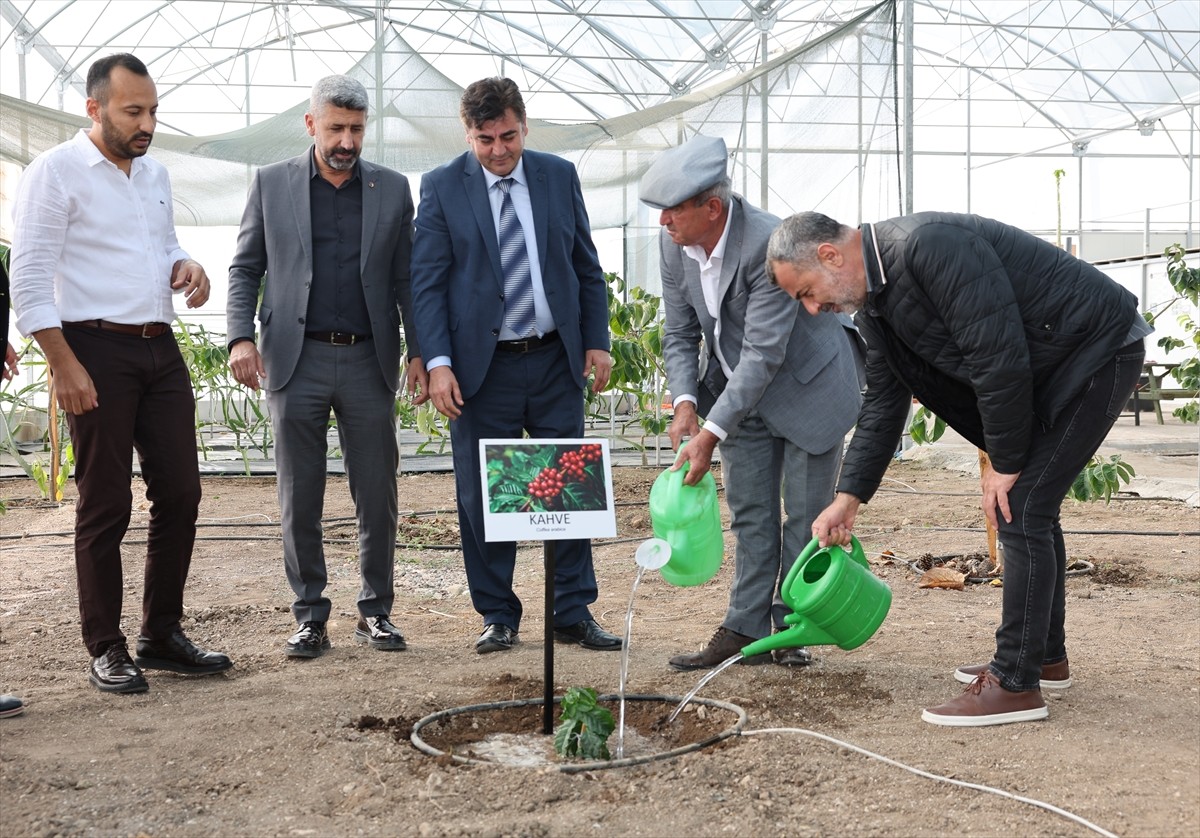 Akdeniz Üniversitesinin Antalya'nın Kumluca ilçesindeki tropik serasında, kahve fidanı yetiştirmek...