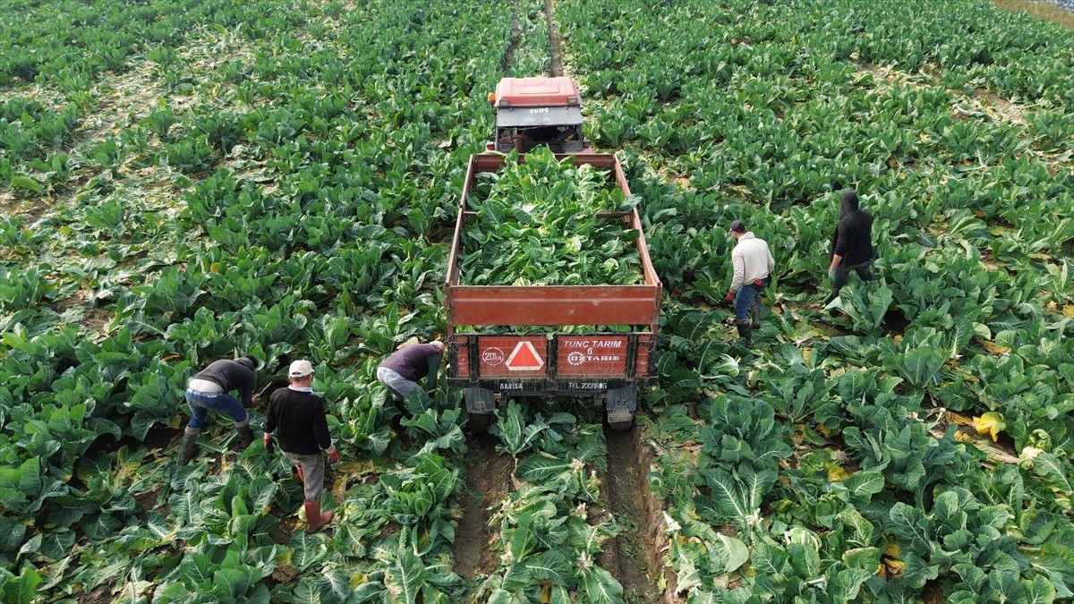 Samsun'un Bafra ilçesinde, erkenci ekimleri yapılan karnabaharın hasadına başlandı.