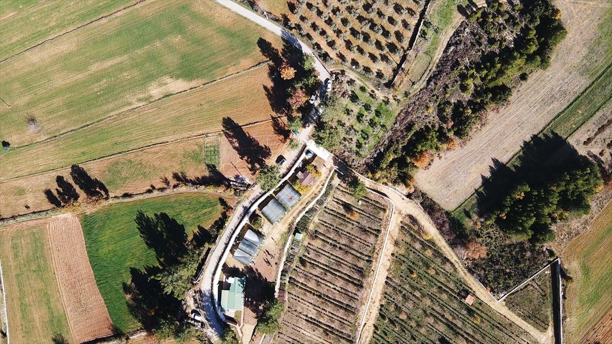 Muğla'da gıda, ilaç ve kozmetik gibi sektörlerde ham madde olarak kullanılan tıbbi ve aromatik...