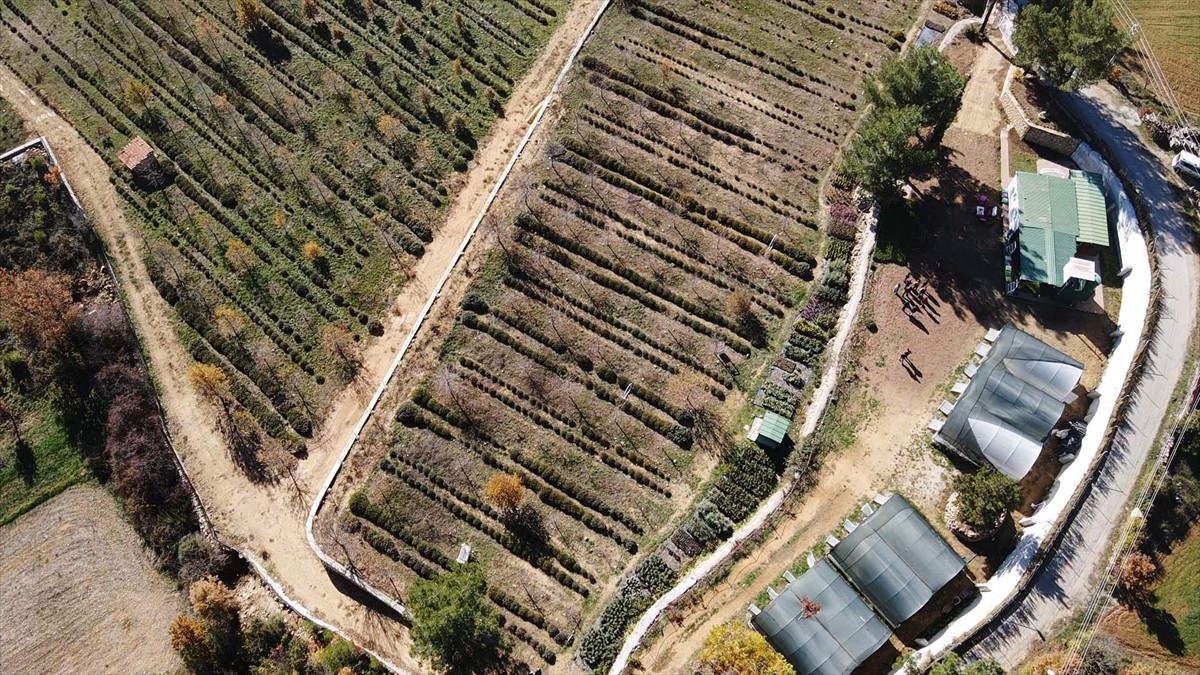 Muğla'da gıda, ilaç ve kozmetik gibi sektörlerde ham madde olarak kullanılan tıbbi ve aromatik...