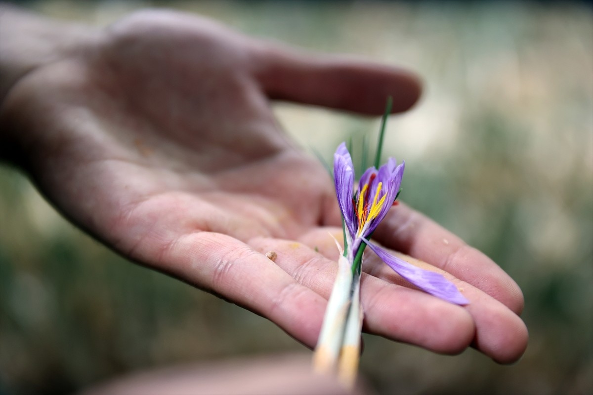 Konya'da, yüksek katma değerli tarımsal ürünlerden safranı topraksız tarım yöntemiyle üreten...