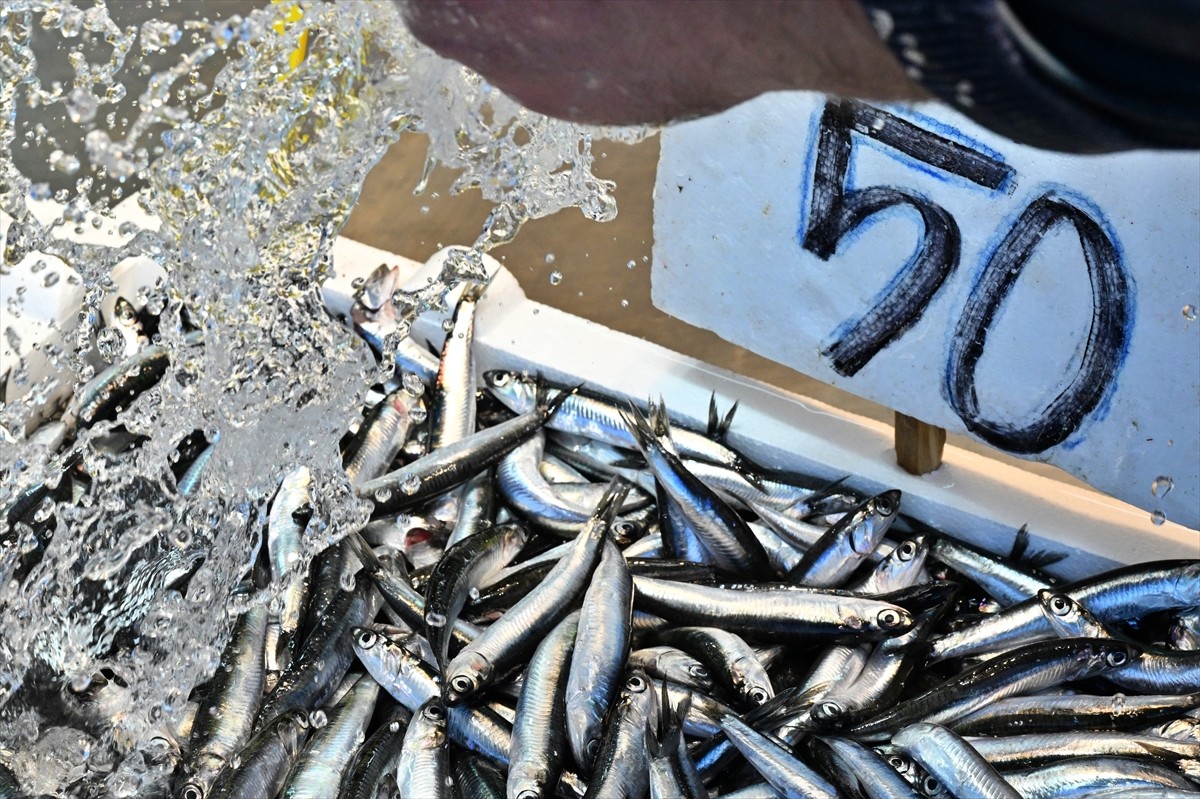 Trabzon'da balıkçı tezgahlarını süsleyen hamsinin kilogramı 50 liradan satışa sunuluyor.