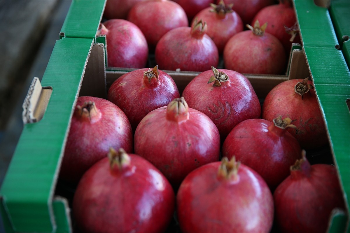 Güneydoğu Anadolu Bölgesi'nin önemli nar üretim merkezlerinden Adıyaman'da, son 5 yılda nar üretim...