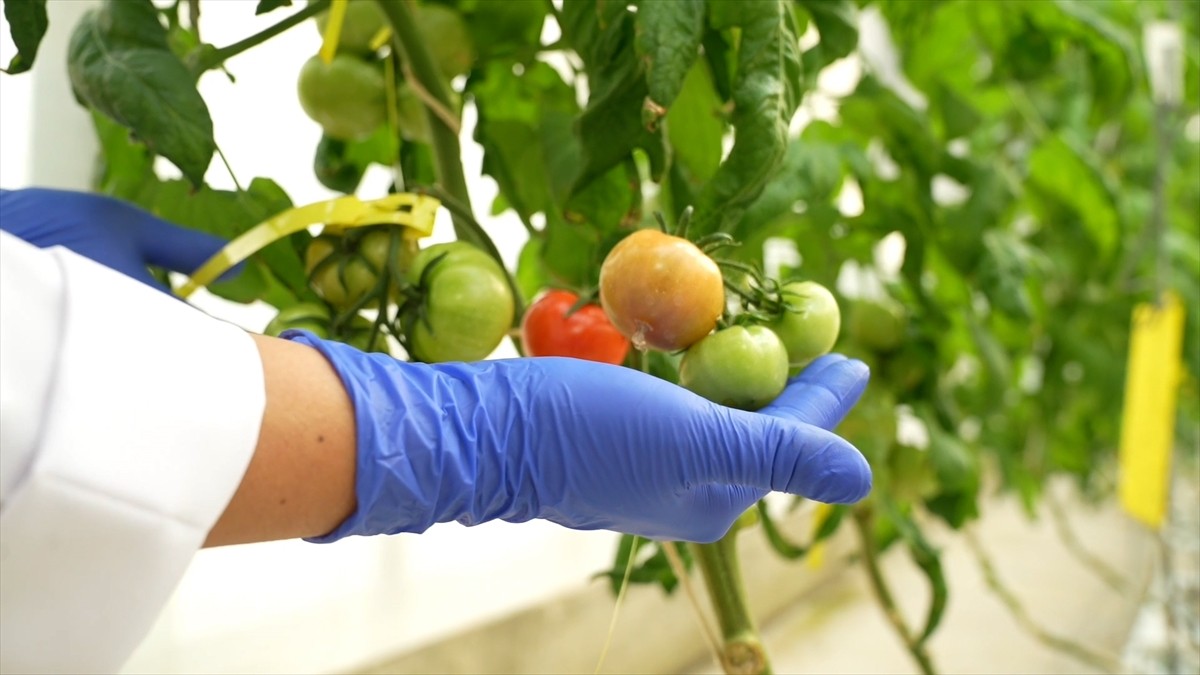 Türkiye Enerji, Nükleer ve Maden Araştırma Kurumu (TENMAK) bünyesindeki laboratuvarlarda yüksek...