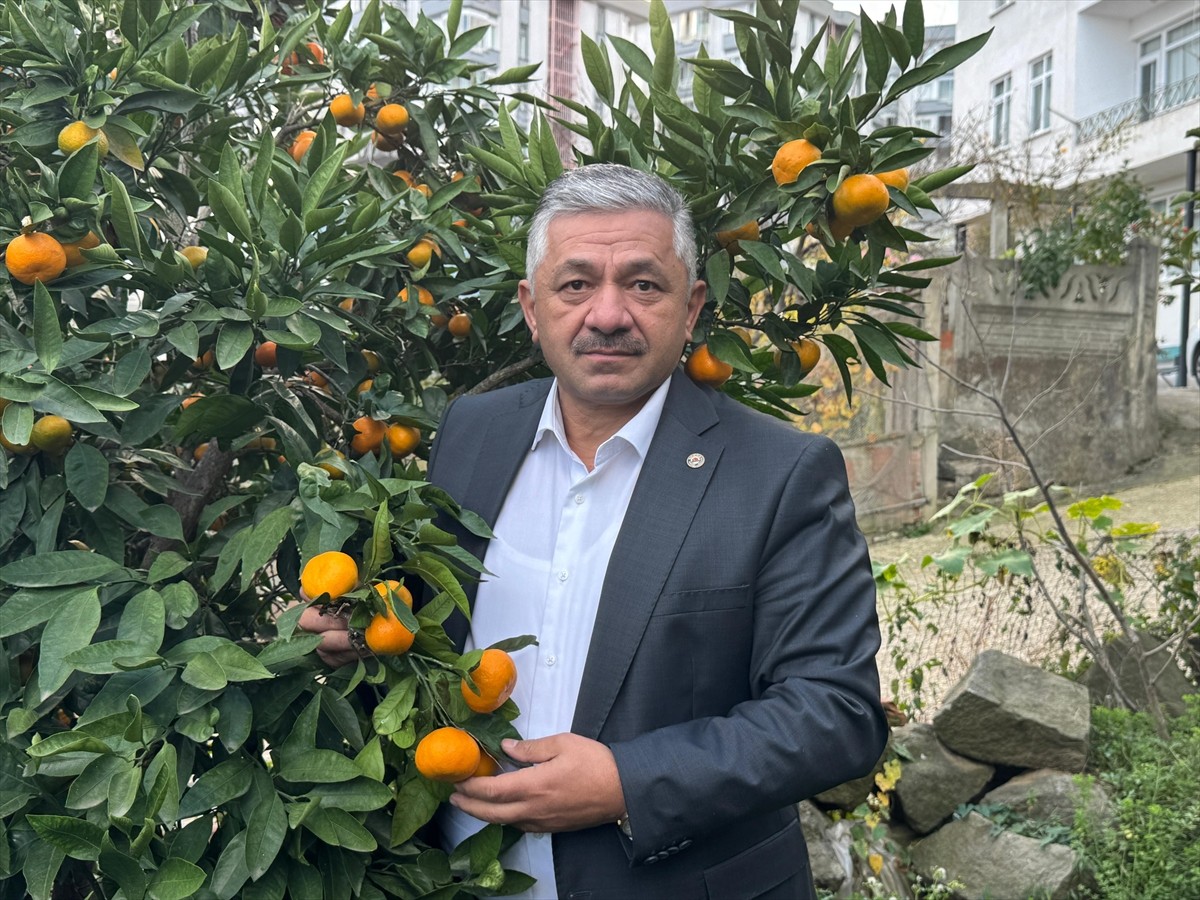 Ordu'da fındık üreticilerinin ek gelir elde etmek amacıyla yetiştirdiği narenciye ürünlerinde...