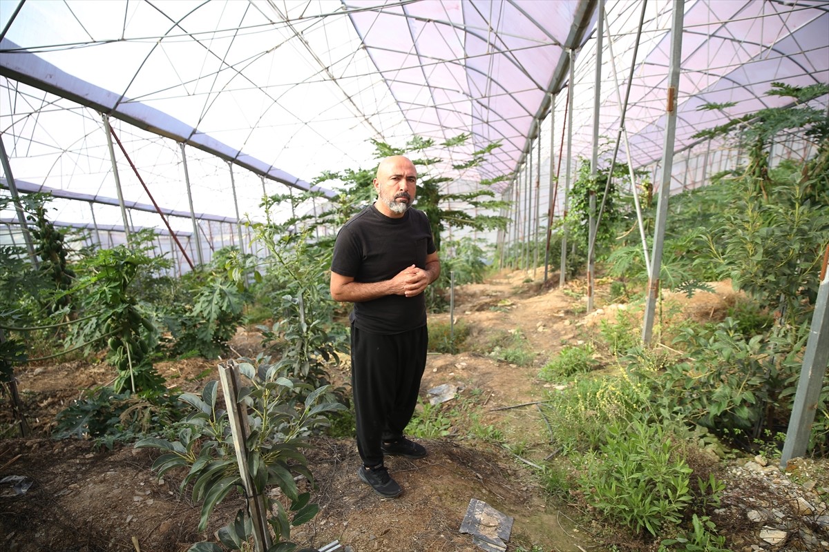 İklimi uygun olduğu için tropikal meyve üretiminin yoğun olarak yapıldığı Antalya'nın Alanya...