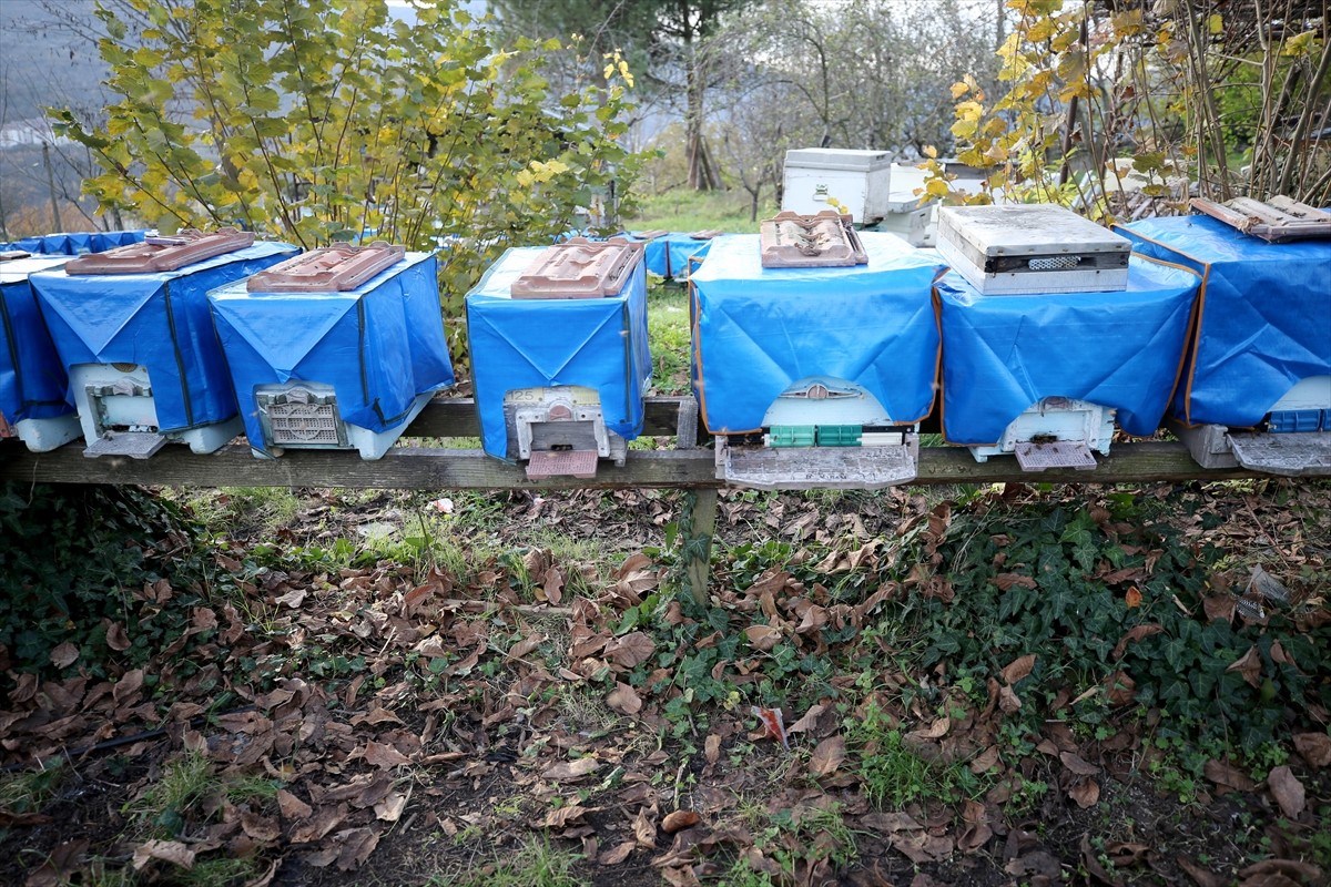 Karabük'ün Yenice ilçesinde üretilen, kendine özgü aromalı, sarı-amber renkli ve ıhlamur kokulu...