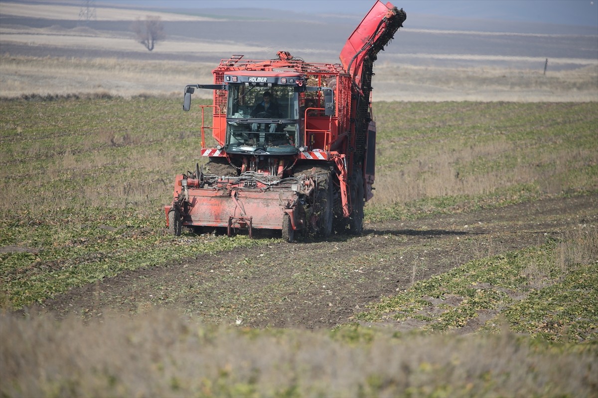 Türkşeker Kars Şeker Fabrikası'nda bu yıl 94 bin ton şeker pancarı, kristal şekere dönüştürülerek...