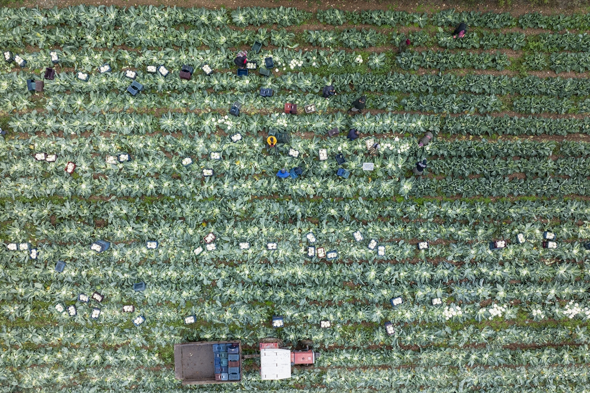 Türkiye'nin kış sebzeleri üretim merkezlerinden İzmir'de hasat için yoğun mesai harcanıyor....