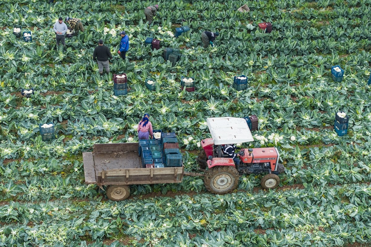 Türkiye'nin kış sebzeleri üretim merkezlerinden İzmir'de hasat için yoğun mesai harcanıyor....