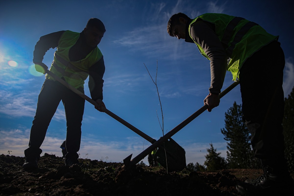 Bursa'nın Keles ilçesinde 109 hektarlık alanda yaklaşık 40 bin fidan dikilerek oluşturulan bal...