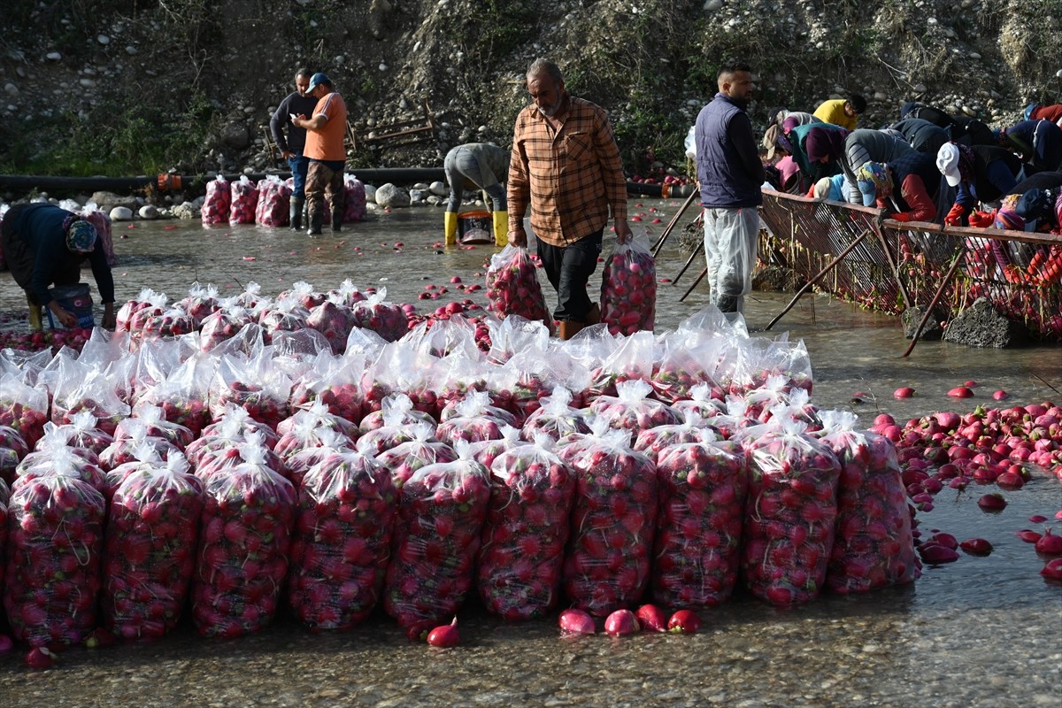  Osmaniye'de coğrafi işaret tescilli Kadirli turpunda hasada başlayan çiftçiler, tüketicilere...
