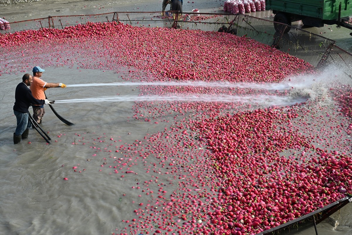  Osmaniye'de coğrafi işaret tescilli Kadirli turpunda hasada başlayan çiftçiler, tüketicilere...