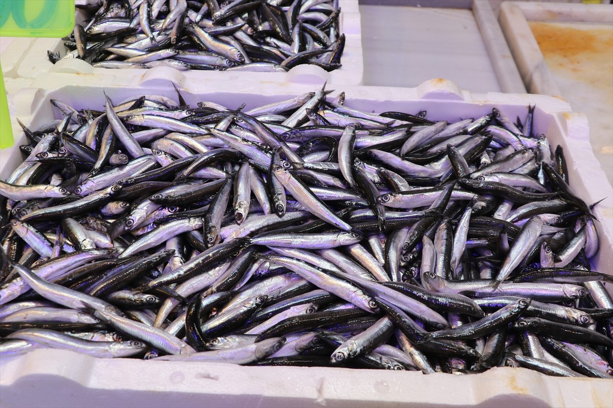Rize'de balıkçı tezgahlarında hamsinin kilogramı 100 liradan satışa sunuluyor.