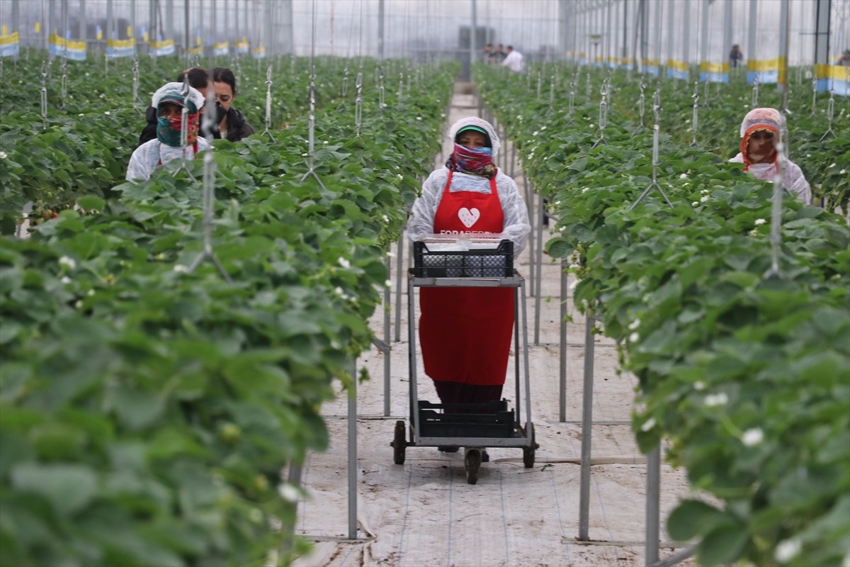 Bilgi iletişim teknolojileri ve savunma sanayi alanında faaliyet gösteren Forte Bilgi İletişim...