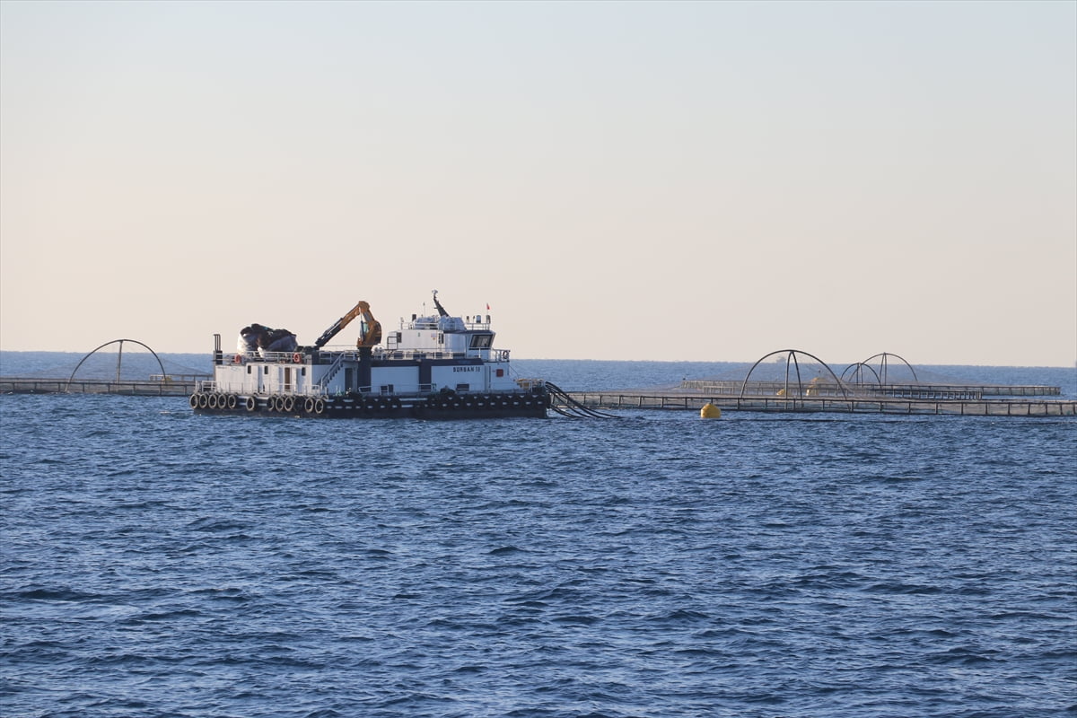 Adana'da 2025 yılının başında denizde ilk kez yapılmaya başlanan kafes balıkçılığıyla yetiştirilen...