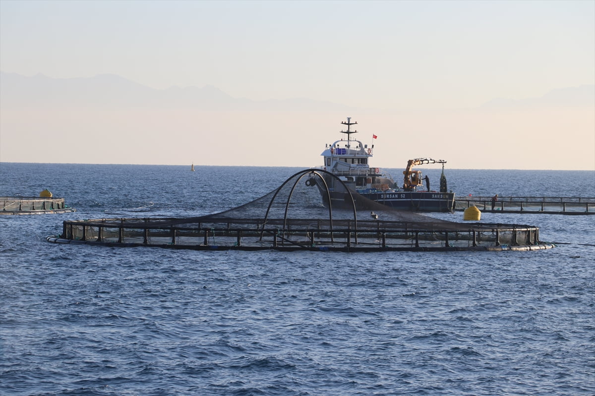 Adana'da 2025 yılının başında denizde ilk kez yapılmaya başlanan kafes balıkçılığıyla yetiştirilen...