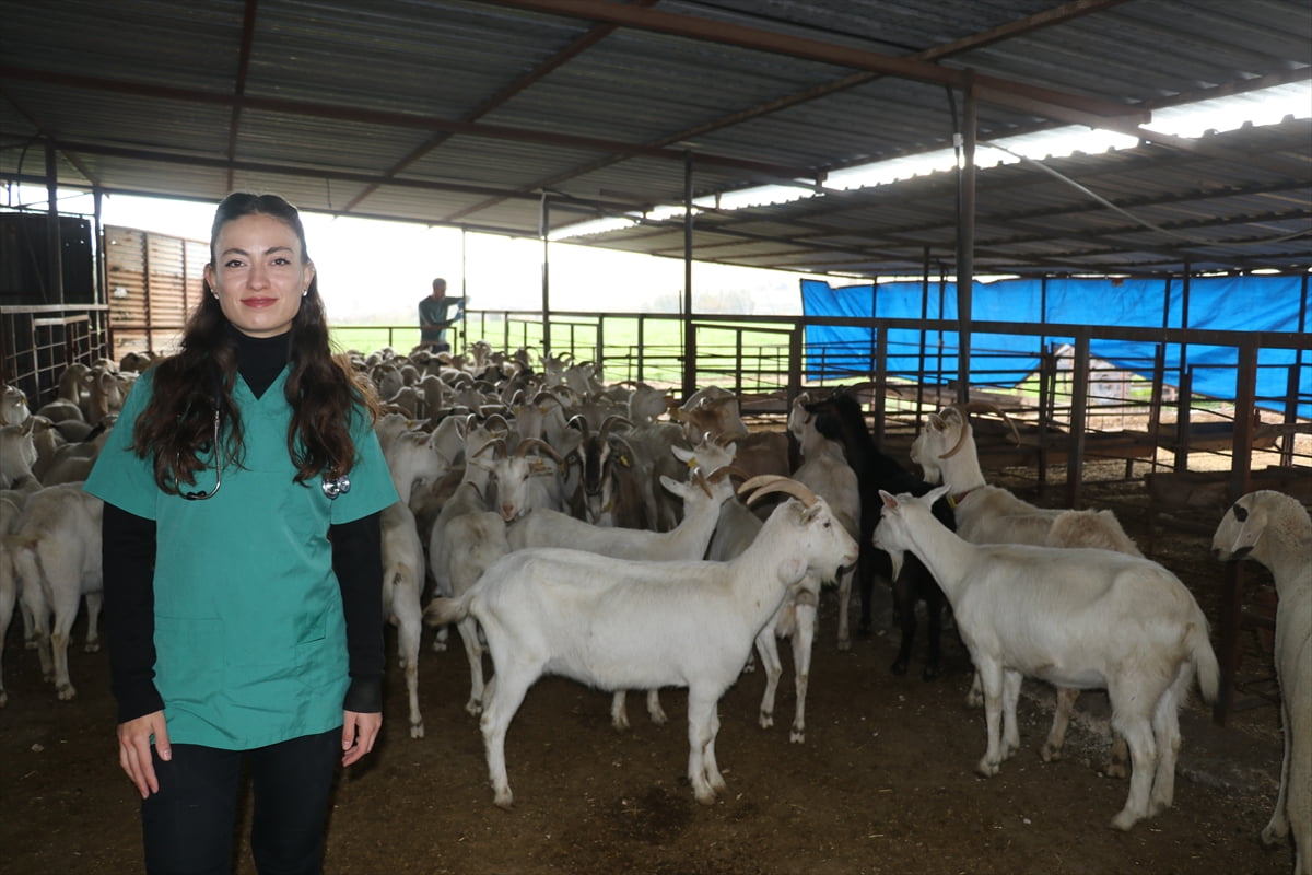Adana'da, devlet desteğiyle başladığı besicilikte küçükbaş hayvan sayısını 47'den 100'e yükseltip...