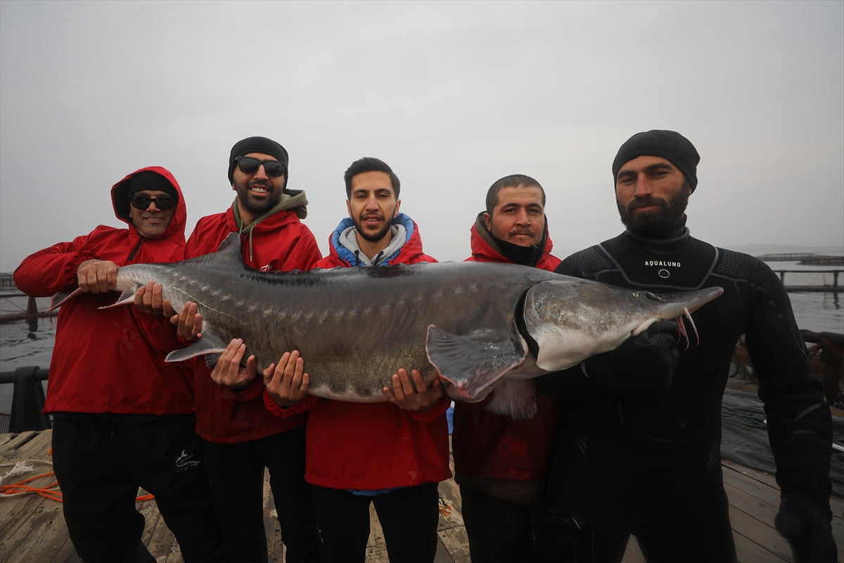 Elazığ'da, Muratcık köyü mevkisindeki Keban Baraj Gölü'nde özel sektör tarafından 4 yıl önce...