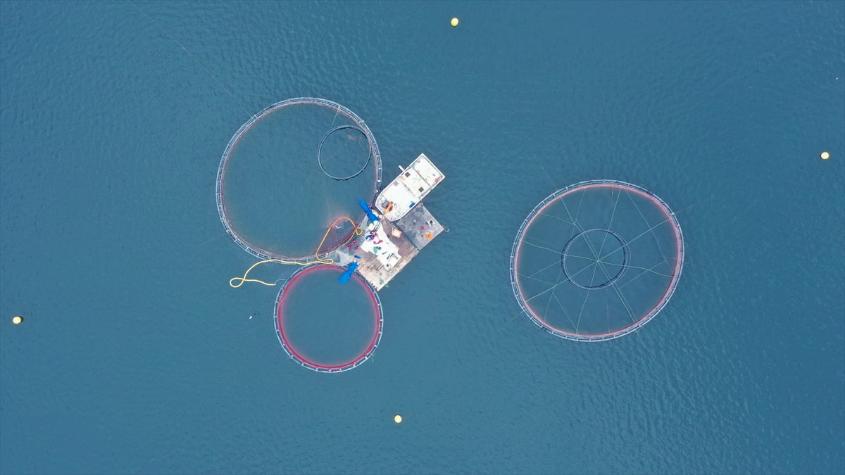Elazığ'da, Muratcık köyü mevkisindeki Keban Baraj Gölü'nde özel sektör tarafından 4 yıl önce...