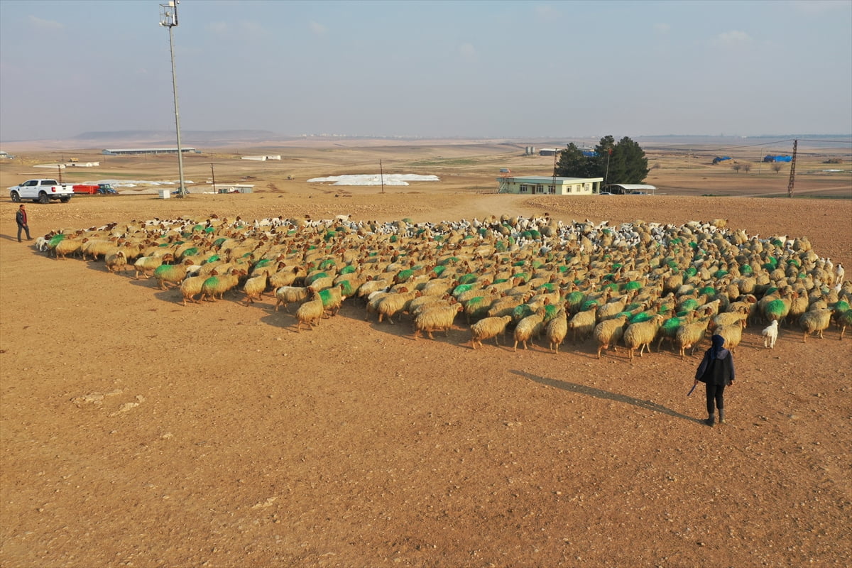 Tarım ve Orman Bakanlığına bağlı Tarım İşletmeleri Genel Müdürlüğü (TİGEM) bünyesinde faaliyet...