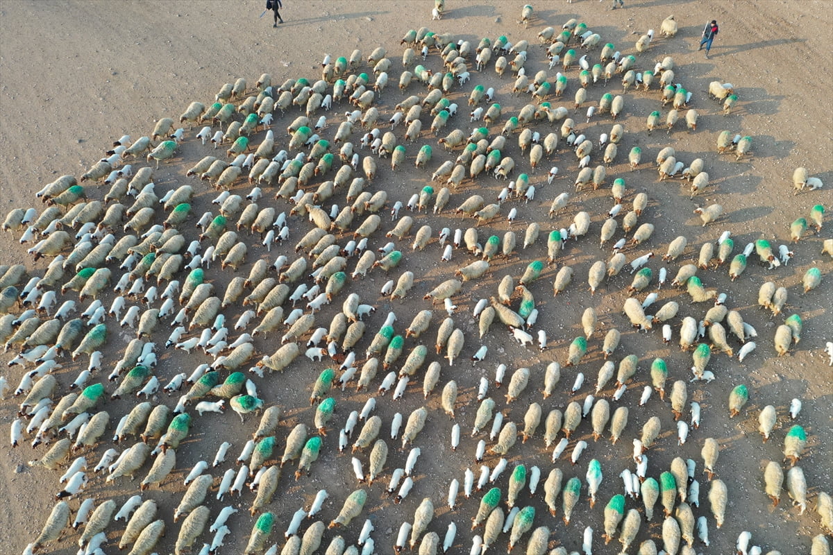 Tarım ve Orman Bakanlığına bağlı Tarım İşletmeleri Genel Müdürlüğü (TİGEM) bünyesinde faaliyet...
